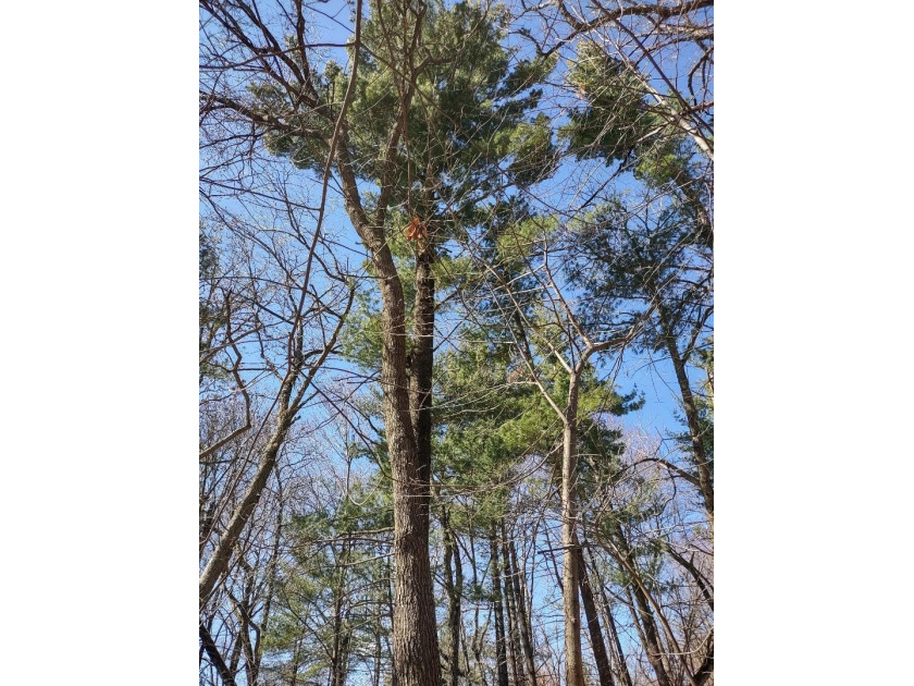 Set in the Majestic Woods development, this gorgeous heavily - photo 14