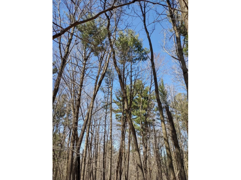 Set in the Majestic Woods development, this gorgeous heavily - photo 15