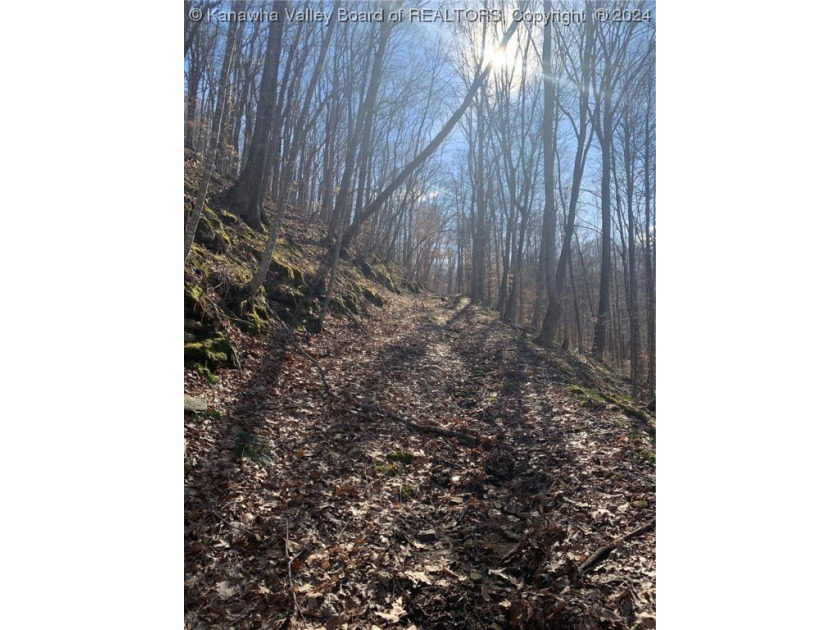 Build your cabin retreat or permanent home on this 115.3 Acres - photo 2