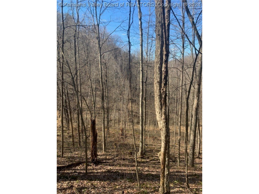 Build your cabin retreat or permanent home on this 115.3 Acres - photo 3