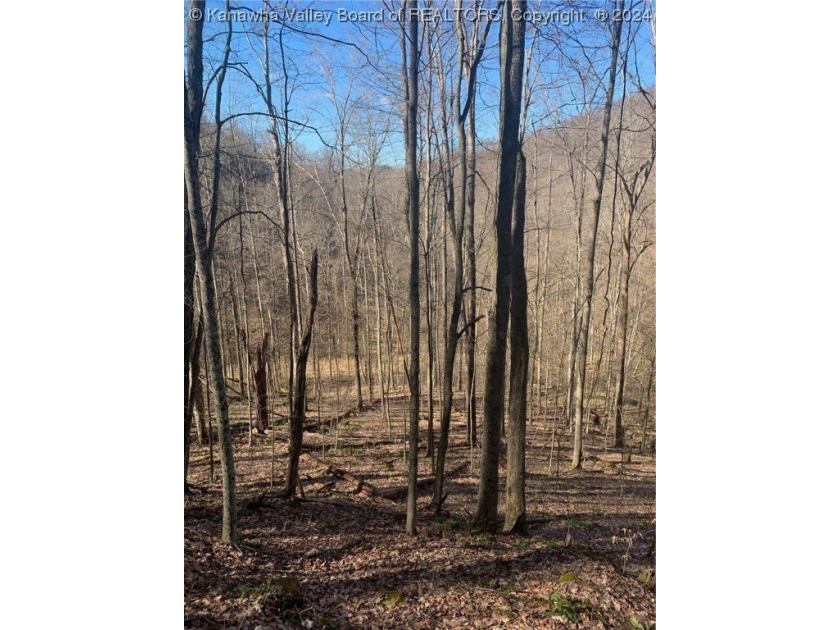 Build your cabin retreat or permanent home on this 115.3 Acres - photo 4