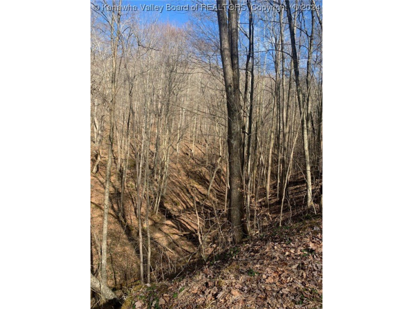 Build your cabin retreat or permanent home on this 115.3 Acres - photo 8
