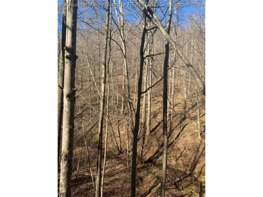 Build your cabin retreat or permanent home on this 115.3 Acres - photo 9