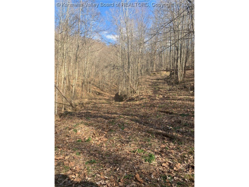 Build your cabin retreat or permanent home on this 115.3 Acres - photo 10