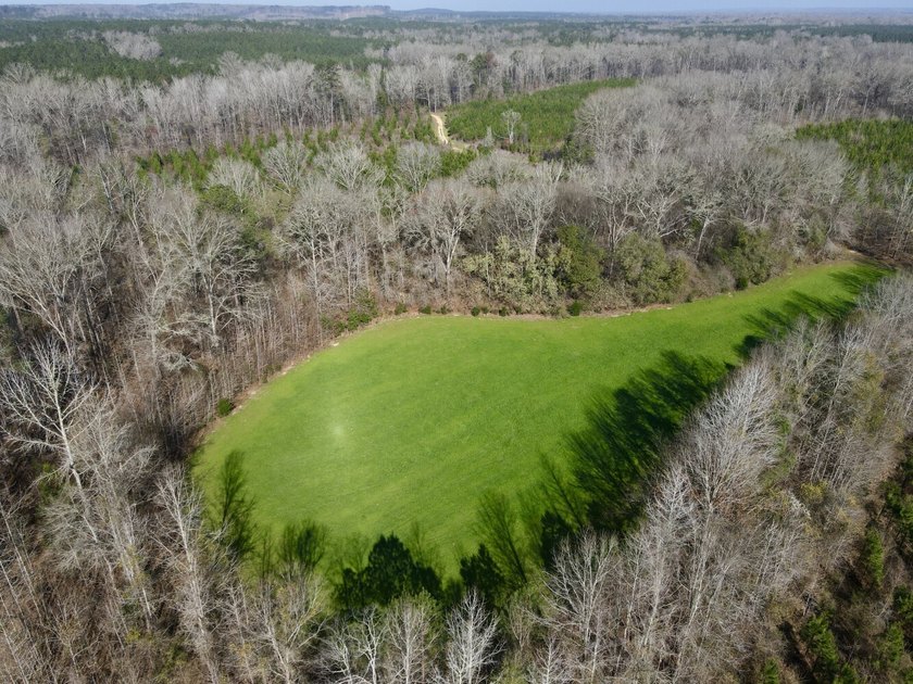This waterfront, diverse Black Belt hunting and timber - photo 4