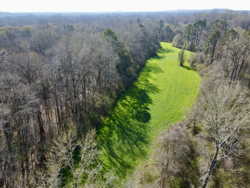 This waterfront, diverse Black Belt hunting and timber - photo 6