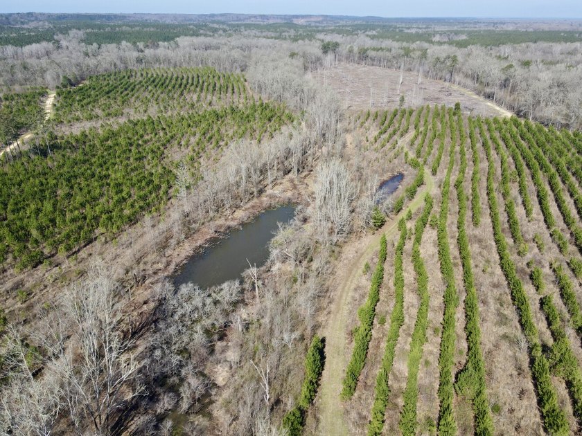 This waterfront, diverse Black Belt hunting and timber - photo 8