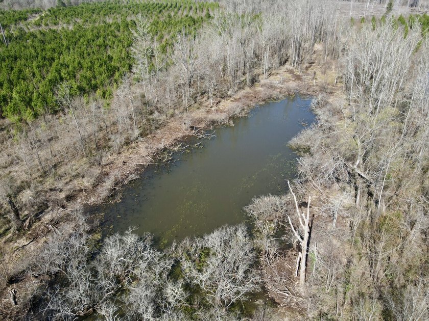 This waterfront, diverse Black Belt hunting and timber - photo 9