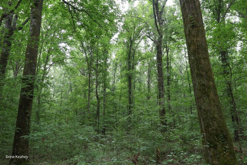 A 205+- acre sportsman's paradise and Southern Caldwell Parish - photo 44