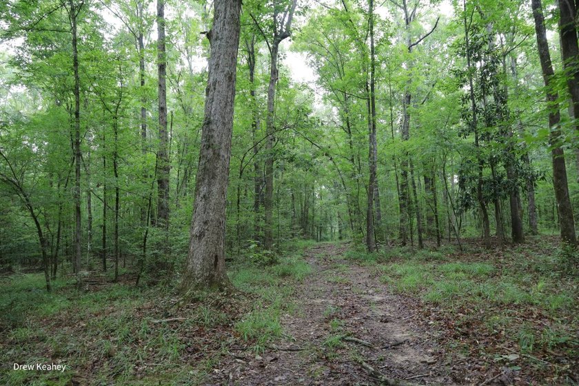 A 205+- acre sportsman's paradise and Southern Caldwell Parish - photo 49