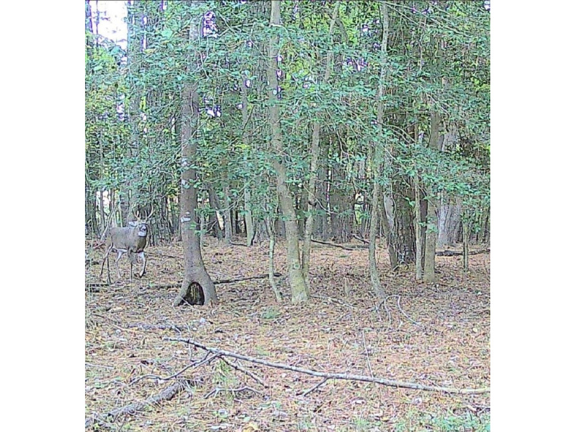 Surrounded by a border of tall standing timber, this - photo 3