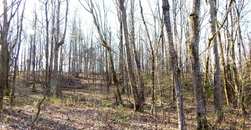 DeSoto County. This 83.562 surveyed acres is the perfect - photo 34