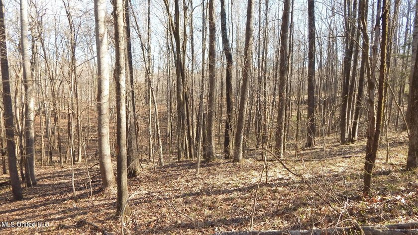 DeSoto County. This 83.562 surveyed acres is the perfect - photo 47
