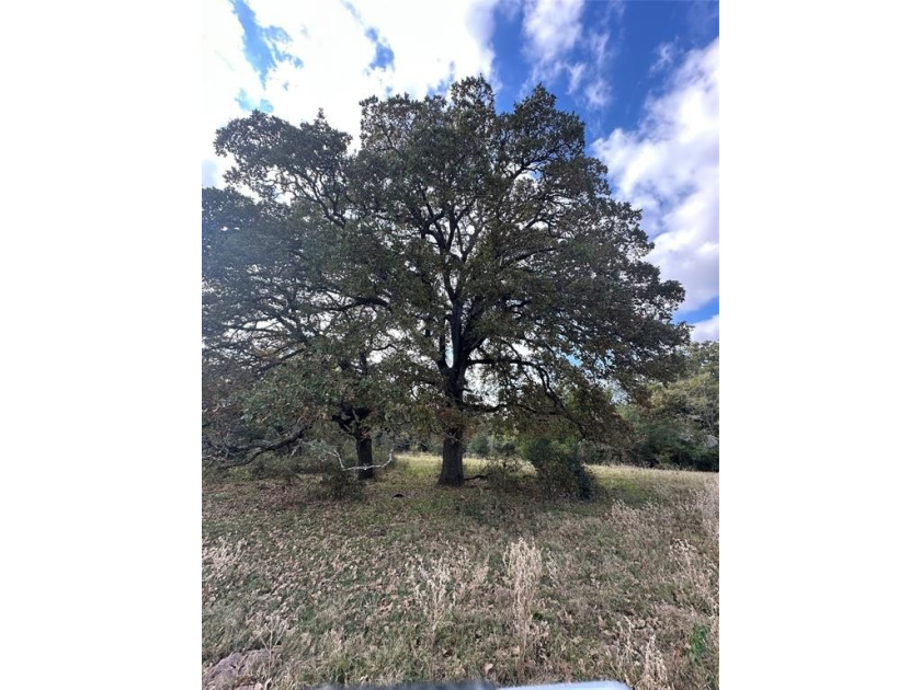 Gorgeous Large Oak Trees on this 90 Acre Ranch with Utilities - photo 17