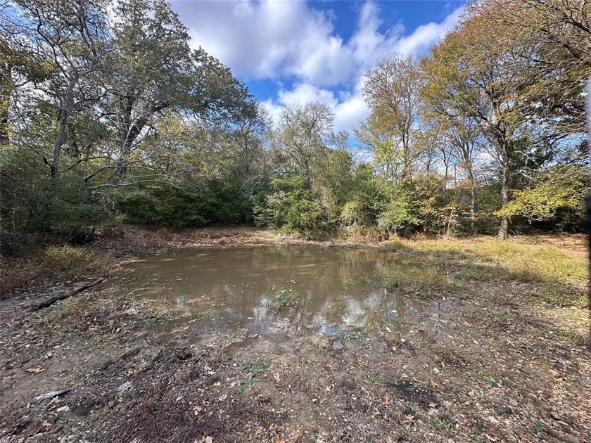 Gorgeous Large Oak Trees on this 90 Acre Ranch with Utilities - photo 19
