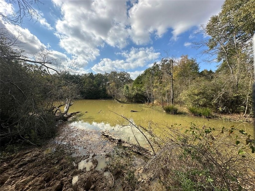 Gorgeous Large Oak Trees on this 90 Acre Ranch with Utilities - photo 20