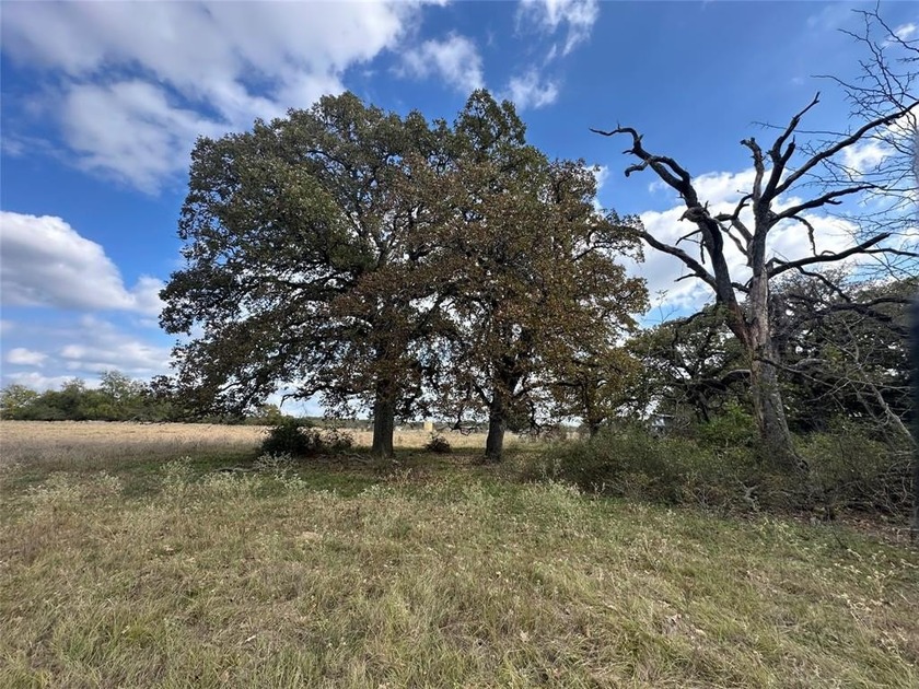 Gorgeous Large Oak Trees on this 90 Acre Ranch with Utilities - photo 25