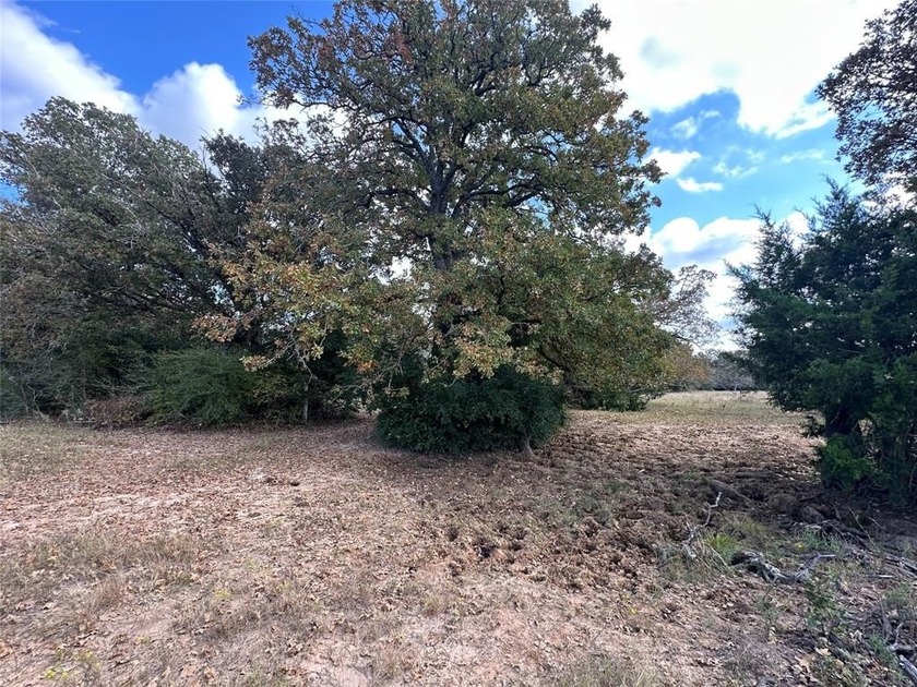 Gorgeous Large Oak Trees on this 90 Acre Ranch with Utilities - photo 28