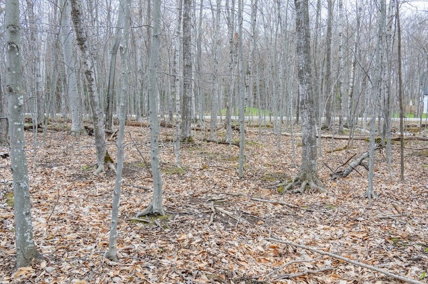 Beautifully wooded lot within a short distance to Waterview - photo 27