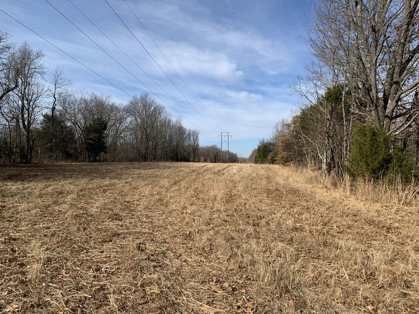Here is a good laying 40 acre tract in Camden County not far - photo 6