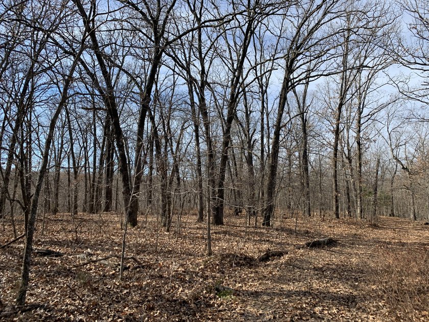 Here is a good laying 40 acre tract in Camden County not far - photo 10