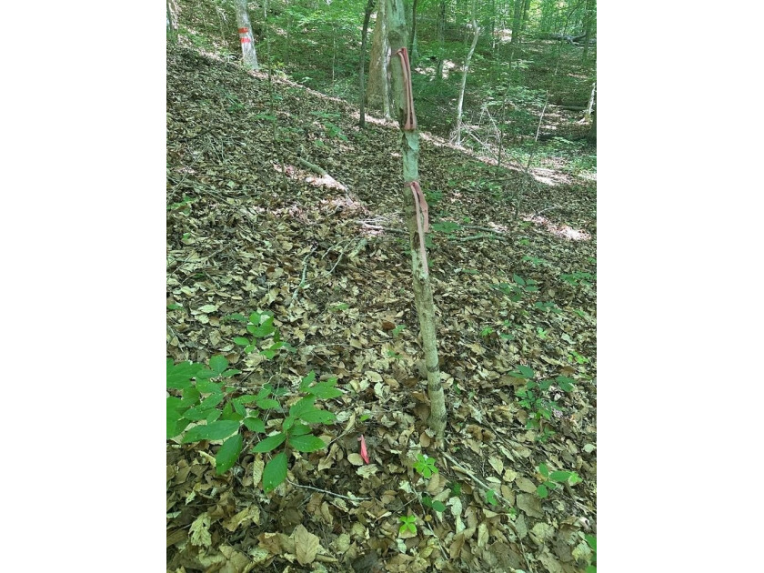 #73330-Senequa Surprise!! A charming set of three lots totaling - photo 9