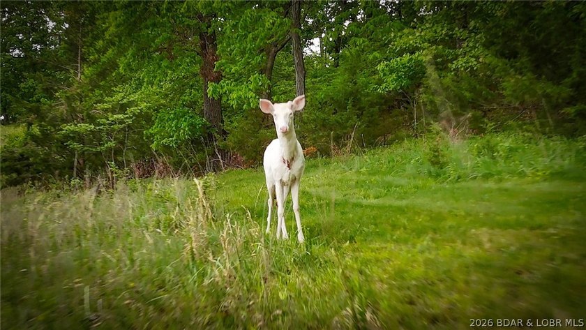 Peaceful Valley Ranch offers 48+/- acres in Morgan County near - photo 26