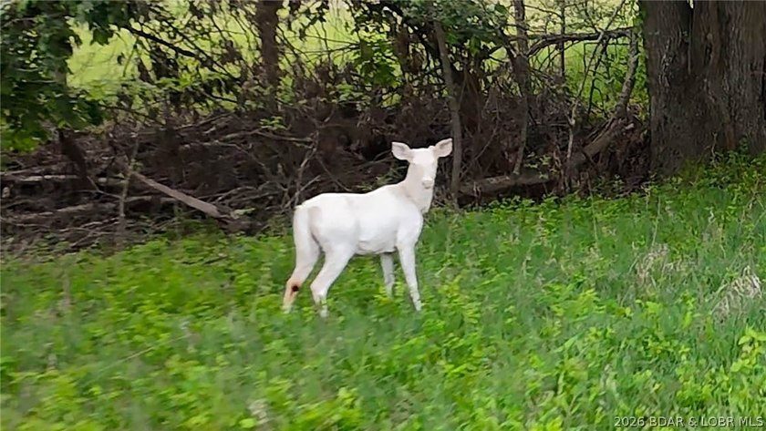 Peaceful Valley Ranch offers 48+/- acres in Morgan County near - photo 27