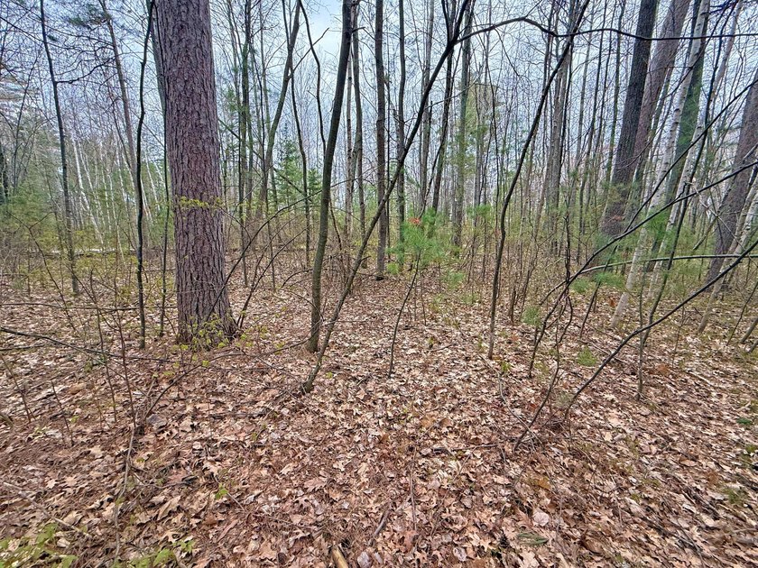 Tucked beneath a canopy of mature Northwoods hardwoods and pines - photo 13