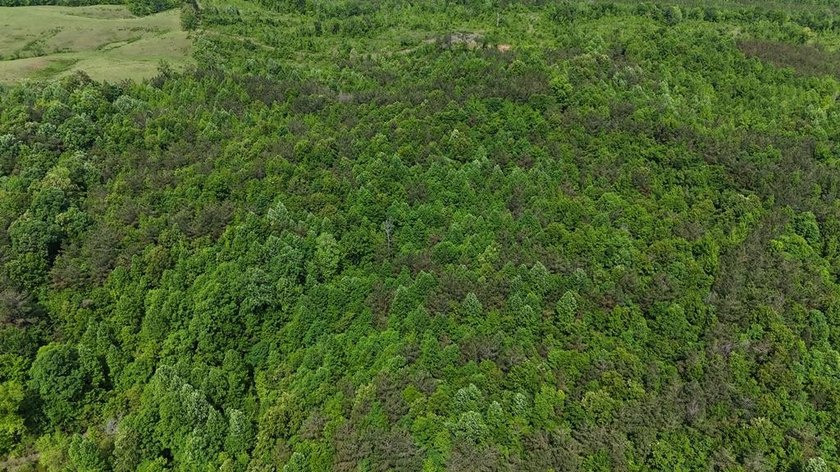 Located just north of Bruce, this 39 acre tract offers a strong - photo 11