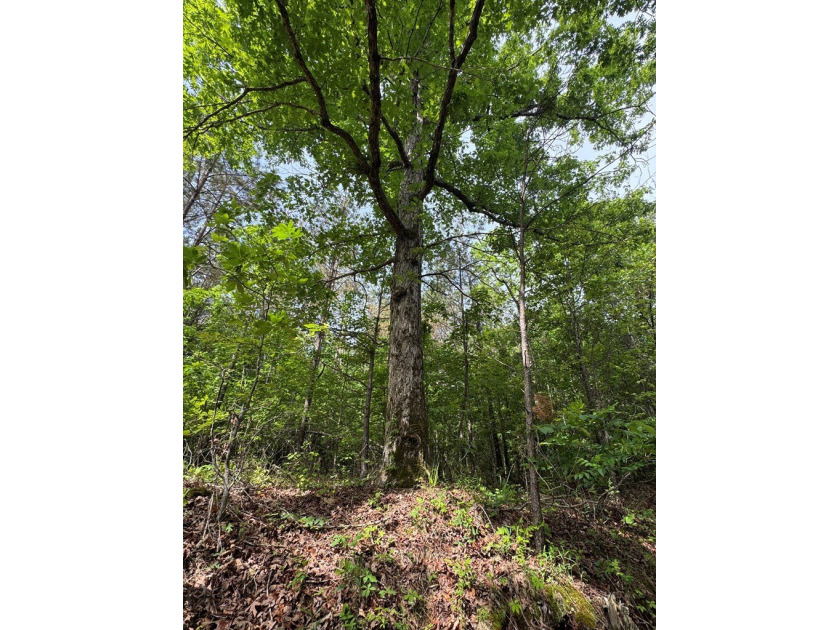 Located just north of Bruce, this 39 acre tract offers a strong - photo 12