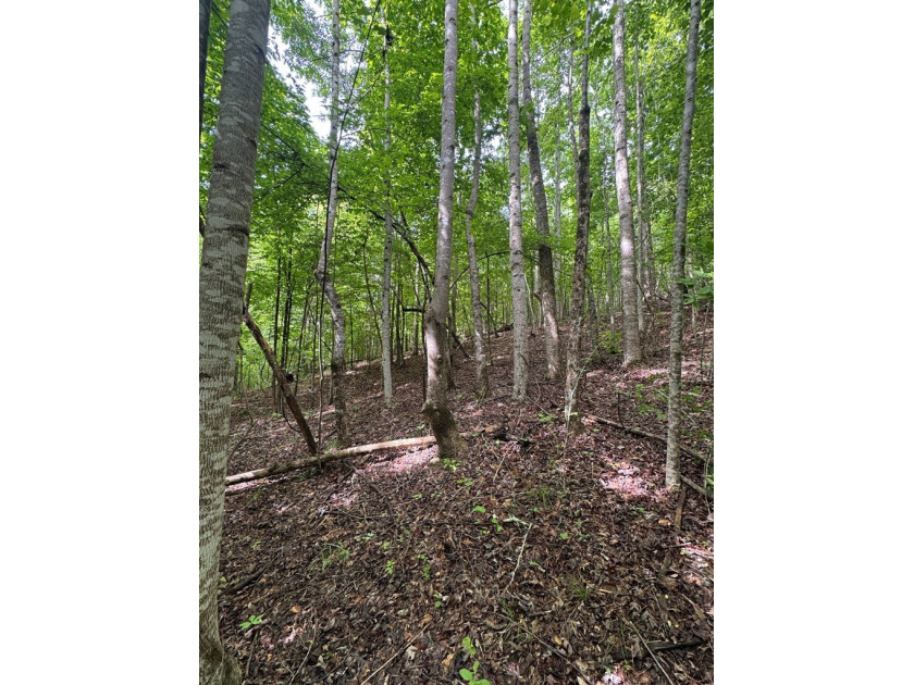 Located just north of Bruce, this 39 acre tract offers a strong - photo 13