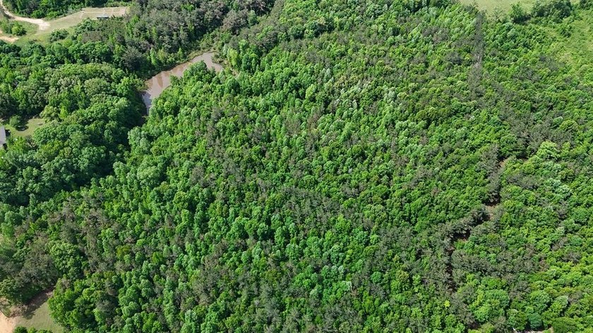 Located just north of Bruce, this 39 acre tract offers a strong - photo 15
