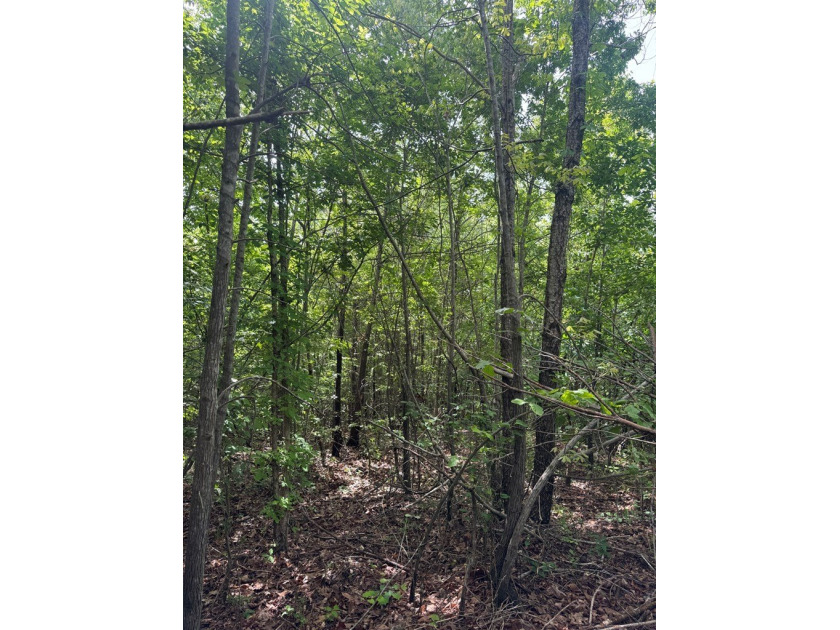 Located just north of Bruce, this 39 acre tract offers a strong - photo 21