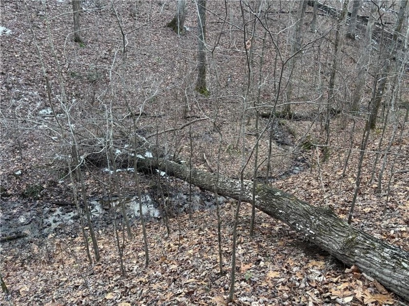 Beautiful mature land! 23.41 Acres - wooded with a nice mix of - photo 11