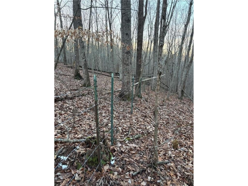 Beautiful mature land! 23.41 Acres - wooded with a nice mix of - photo 13