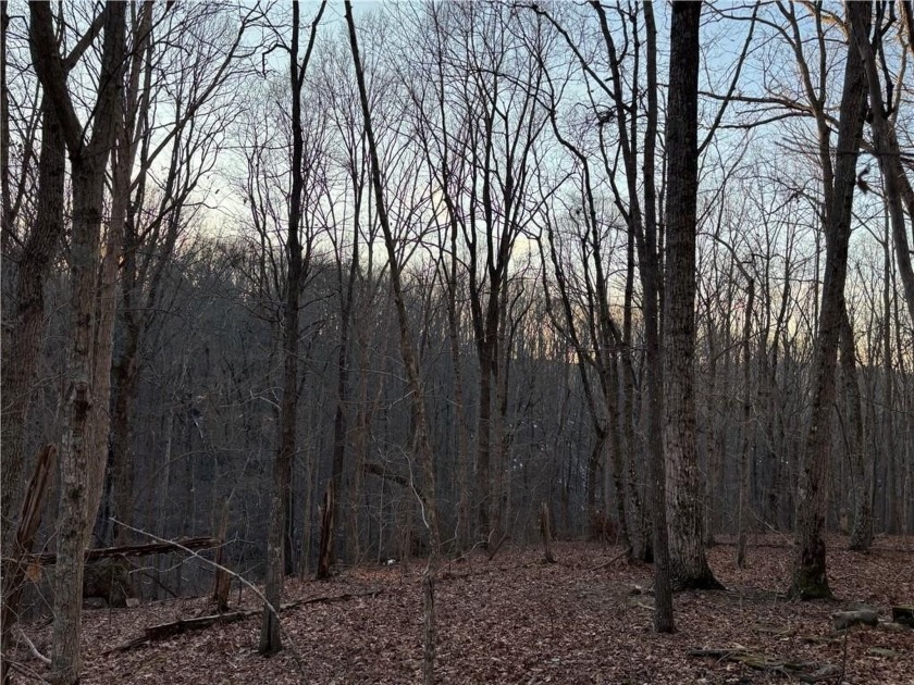 Beautiful mature land! 23.41 Acres - wooded with a nice mix of - photo 15