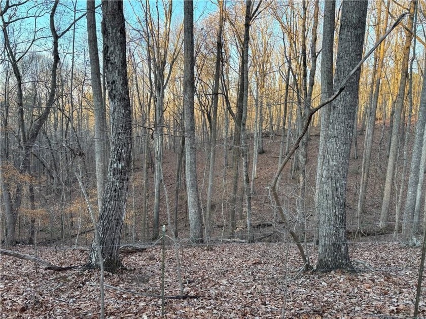 Beautiful mature land! 23.41 Acres - wooded with a nice mix of - photo 16