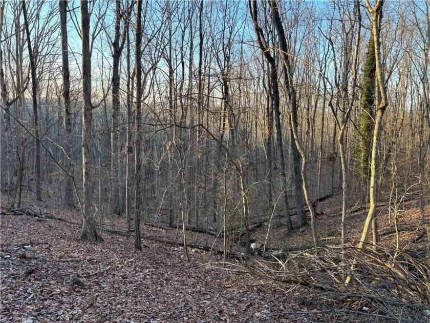 Beautiful mature land! 23.41 Acres - wooded with a nice mix of - photo 18