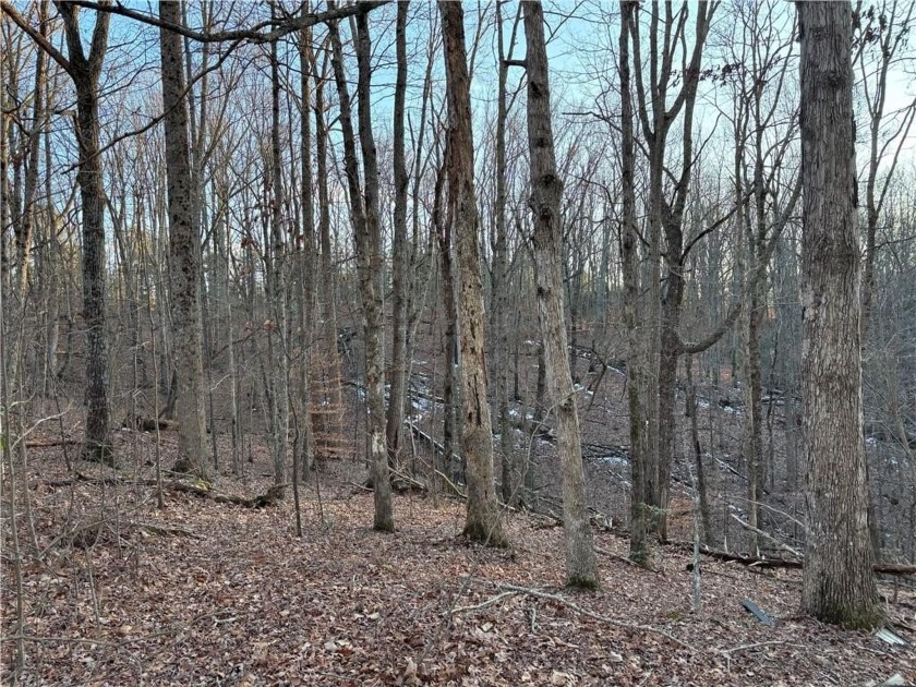 Beautiful mature land! 23.41 Acres - wooded with a nice mix of - photo 24