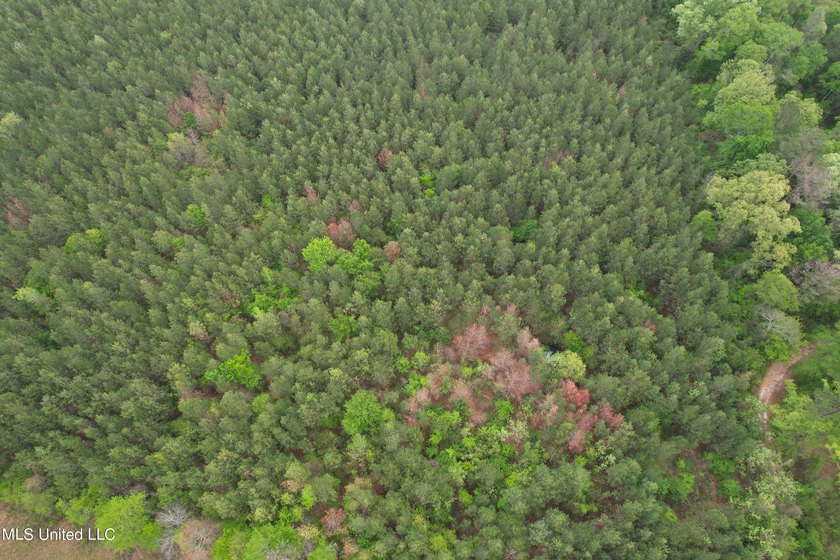 Located in the heart of Simpson County, this 53.2-acre spread is - photo 11