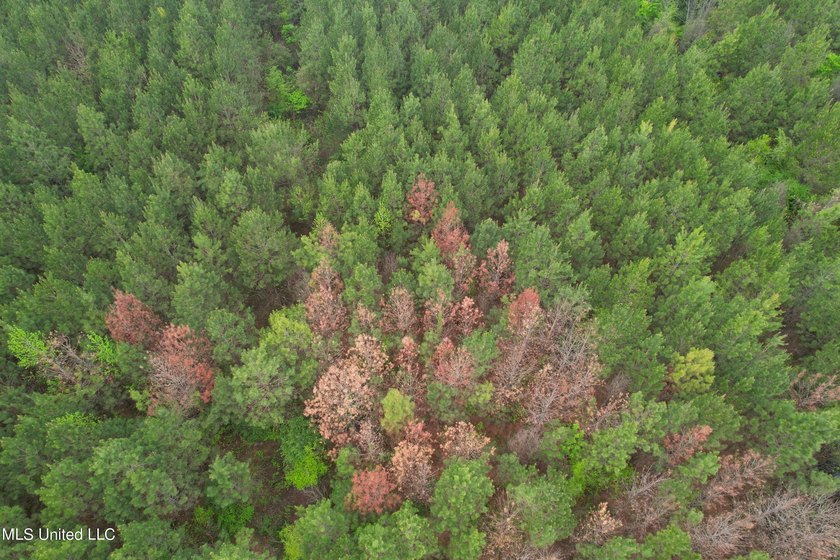 Located in the heart of Simpson County, this 53.2-acre spread is - photo 13