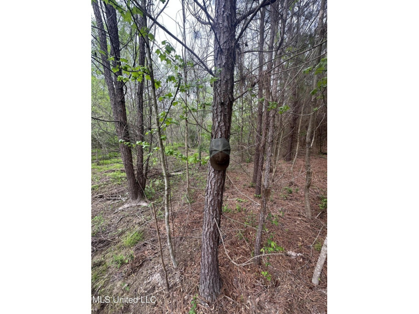 Located in the heart of Simpson County, this 53.2-acre spread is - photo 19