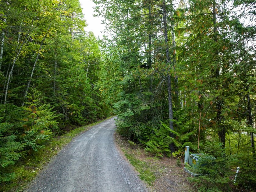 Beautiful forest on 11.59 acres above Swan Lake on the west - photo 14