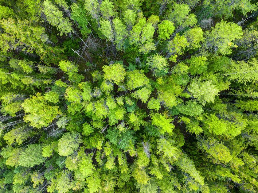 Beautiful forest on 11.59 acres above Swan Lake on the west - photo 20