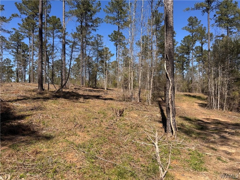 Discover the perfect opportunity with 43 acres featuring 835 - photo 3