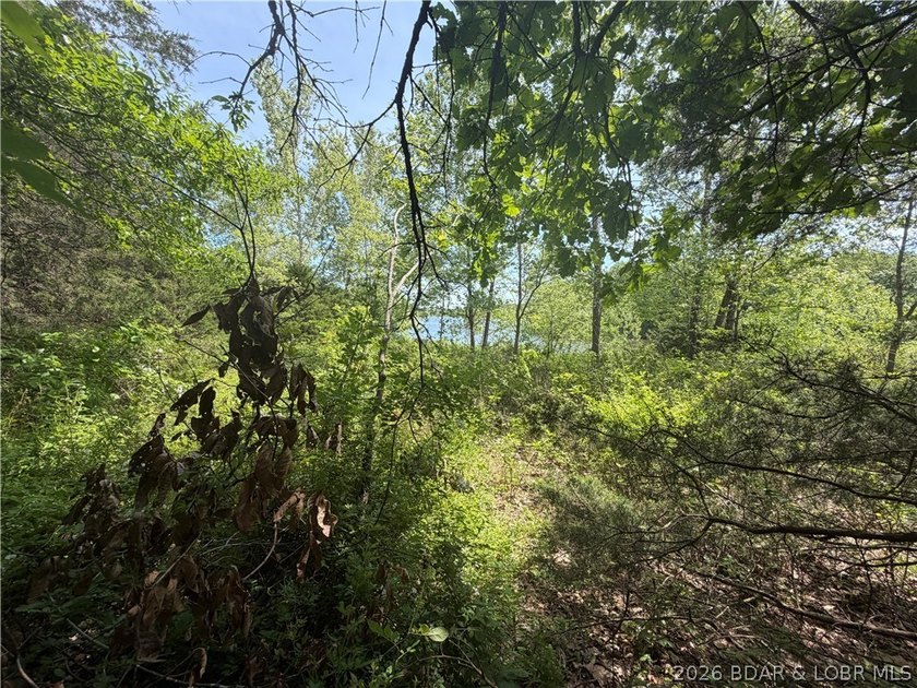 2.84 acres of gentle/flat, very buildable, lakefront land on the - photo 12