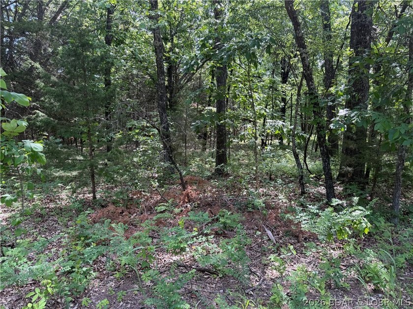 2.84 acres of gentle/flat, very buildable, lakefront land on the - photo 14