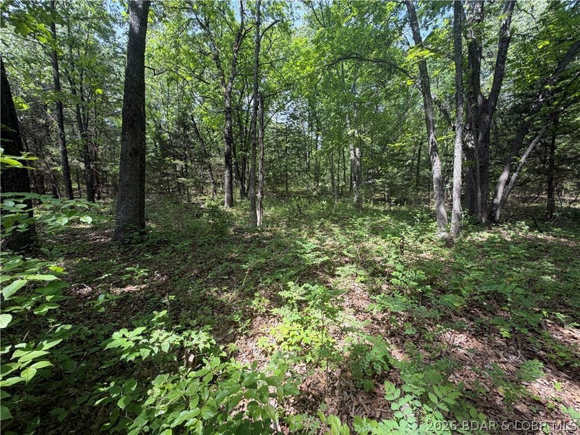2.84 acres of gentle/flat, very buildable, lakefront land on the - photo 16