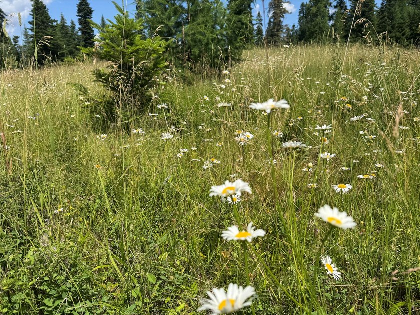 Tucked into a peaceful pocket near Swan Lake, this .67-acre lot - photo 6